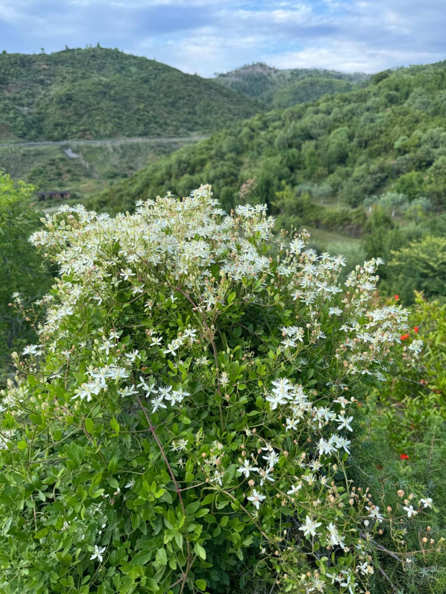 Qyteza Guest House & Camping Shkodër Eksteriør billede